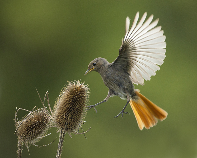 311 roodst. zwart L.jpg